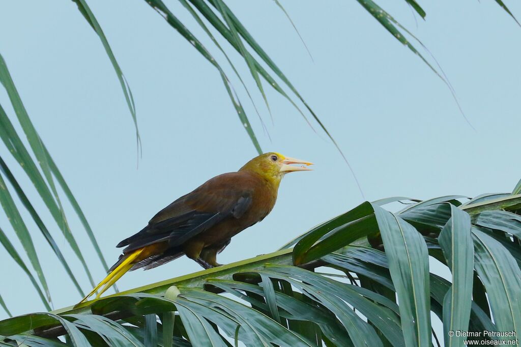 Russet-backed Oropendolaadult