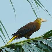 Russet-backed Oropendola