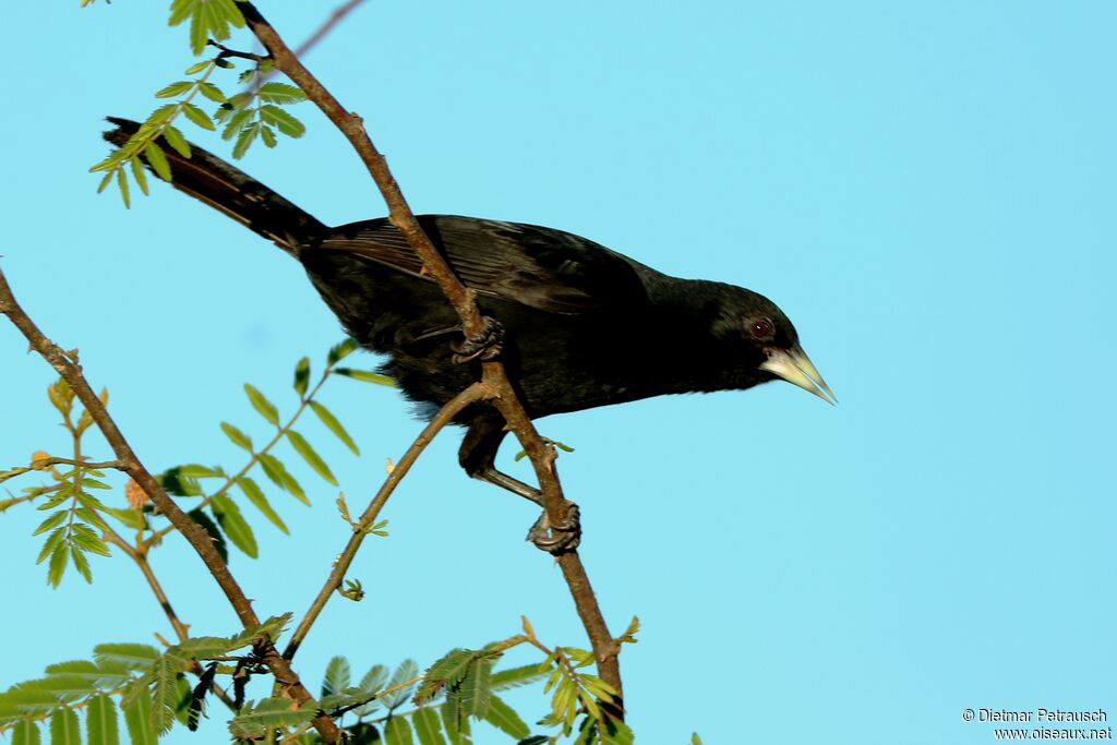 Solitary Caciqueadult