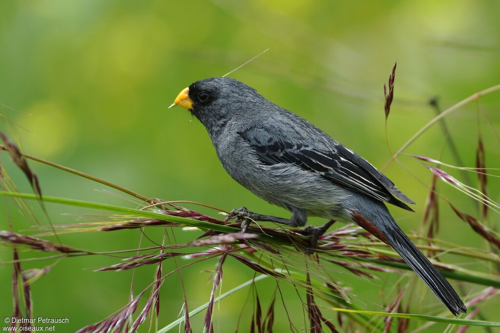 Band-tailed Seedeater male adult