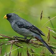 Band-tailed Seedeater