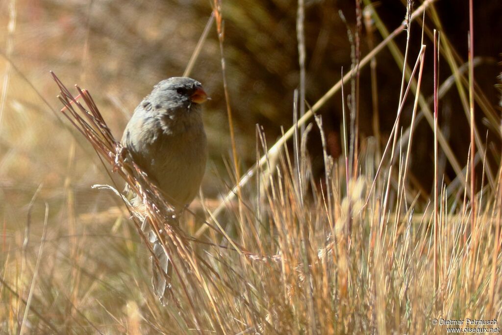 Plain-colored Seedeateradult