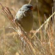 Plain-colored Seedeater