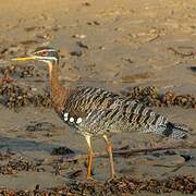 Sunbittern