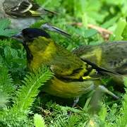 Black-chinned Siskin