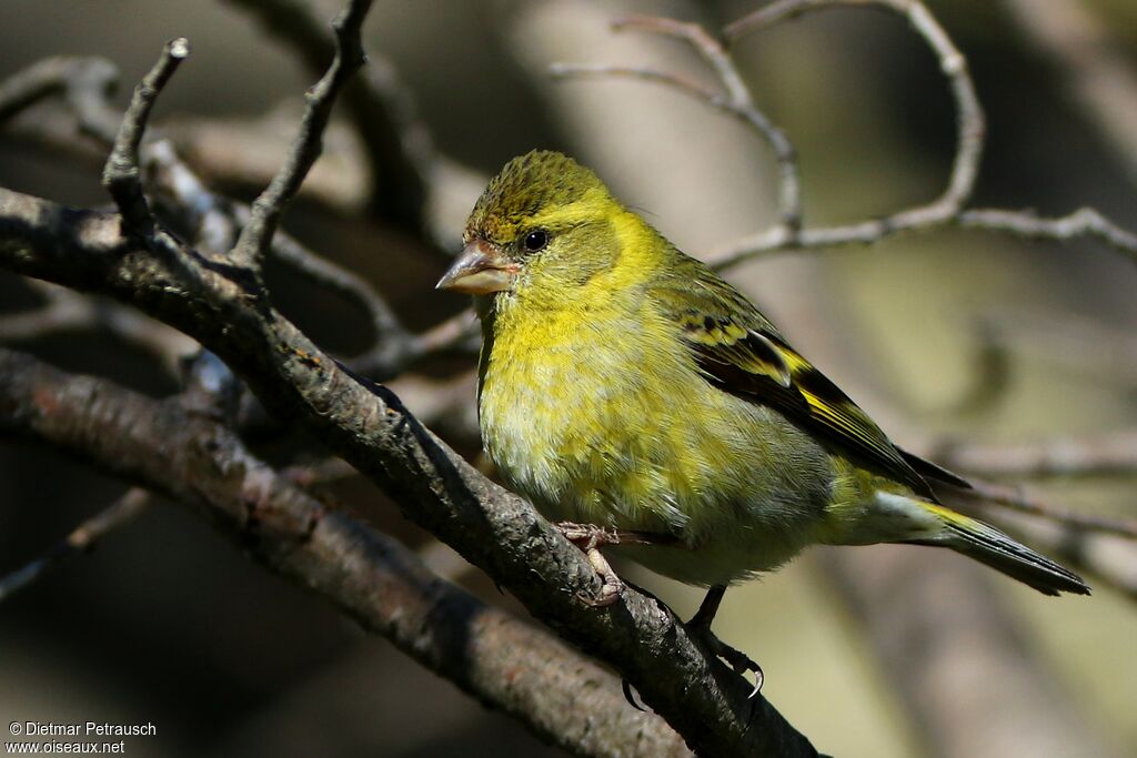 Black-chinned Siskin female adult