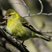 Black-chinned Siskin