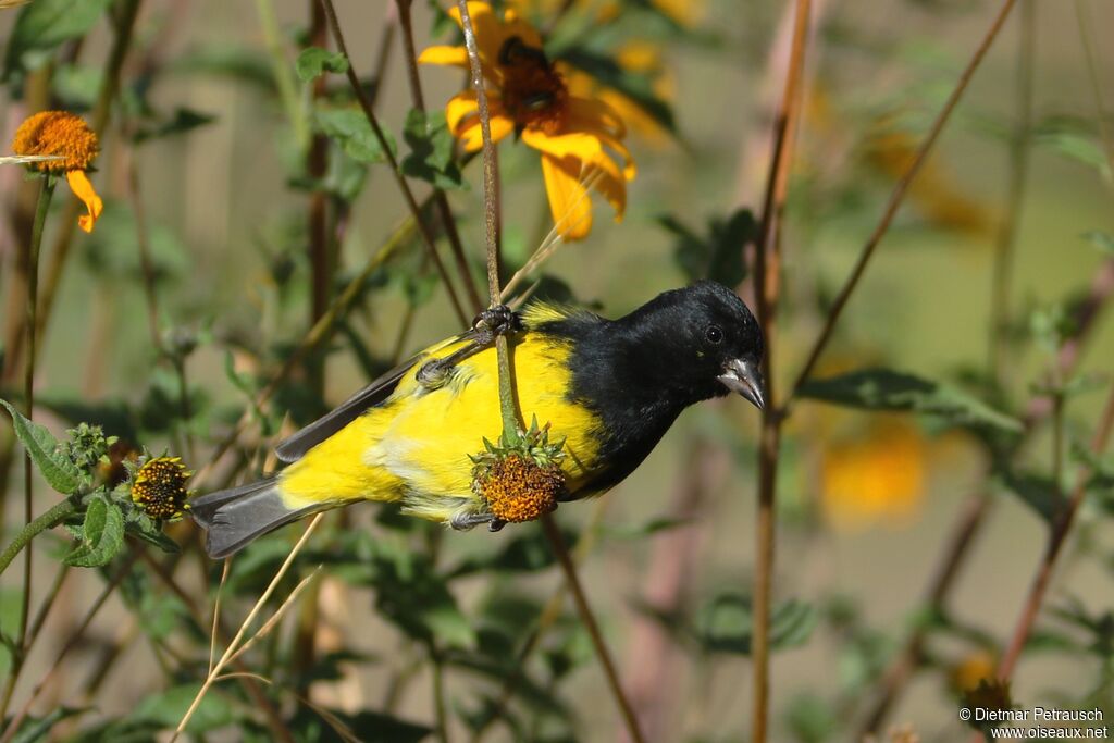 Yellow-bellied Siskin male adult