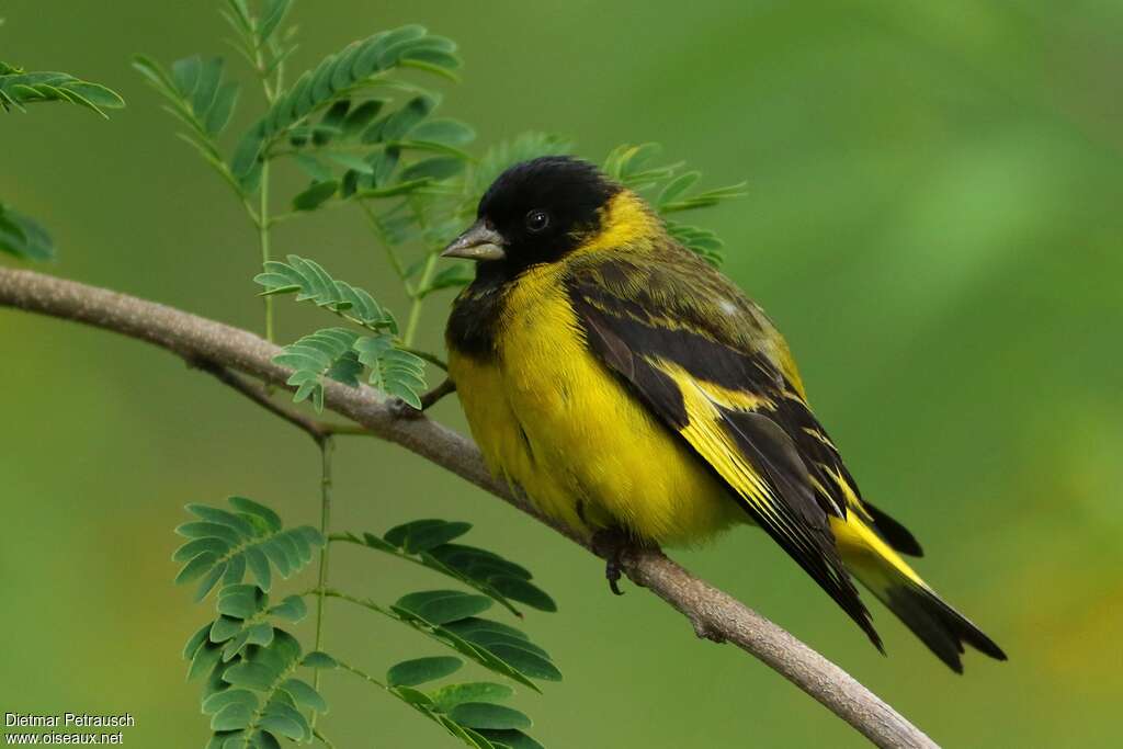 Hooded Siskin male adult, identification