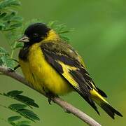 Hooded Siskin