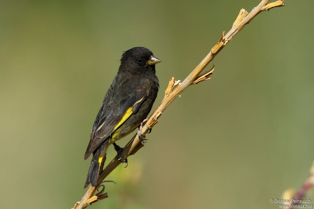 Chardonneret noiradulte