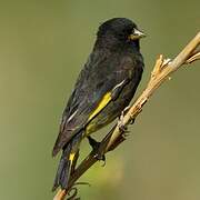 Black Siskin