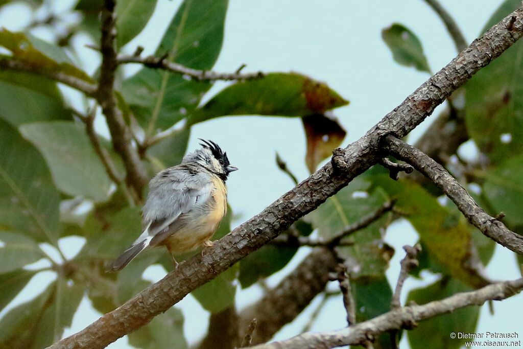 Coal-crested Finchadult