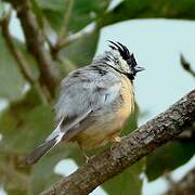 Coal-crested Finch