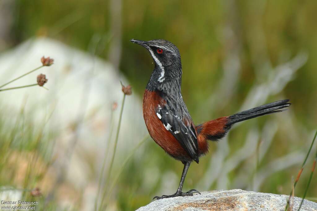 Cape Rockjumper male adult, identification