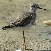 Lesser Yellowlegs