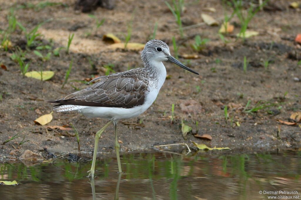 Common Greenshankadult