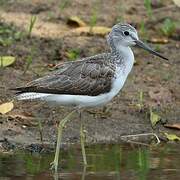 Common Greenshank