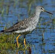 Greater Yellowlegs