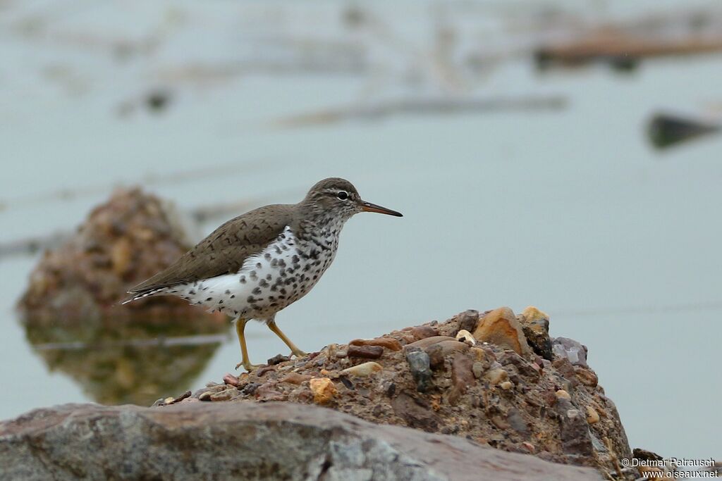 Spotted Sandpiperadult breeding