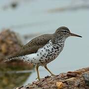 Spotted Sandpiper