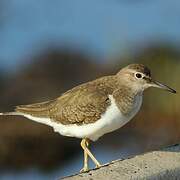 Common Sandpiper