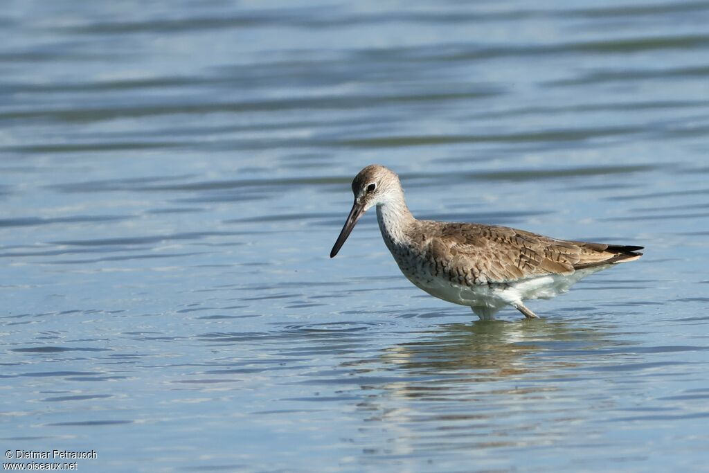 Chevalier semipalmé