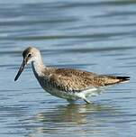 Chevalier semipalmé