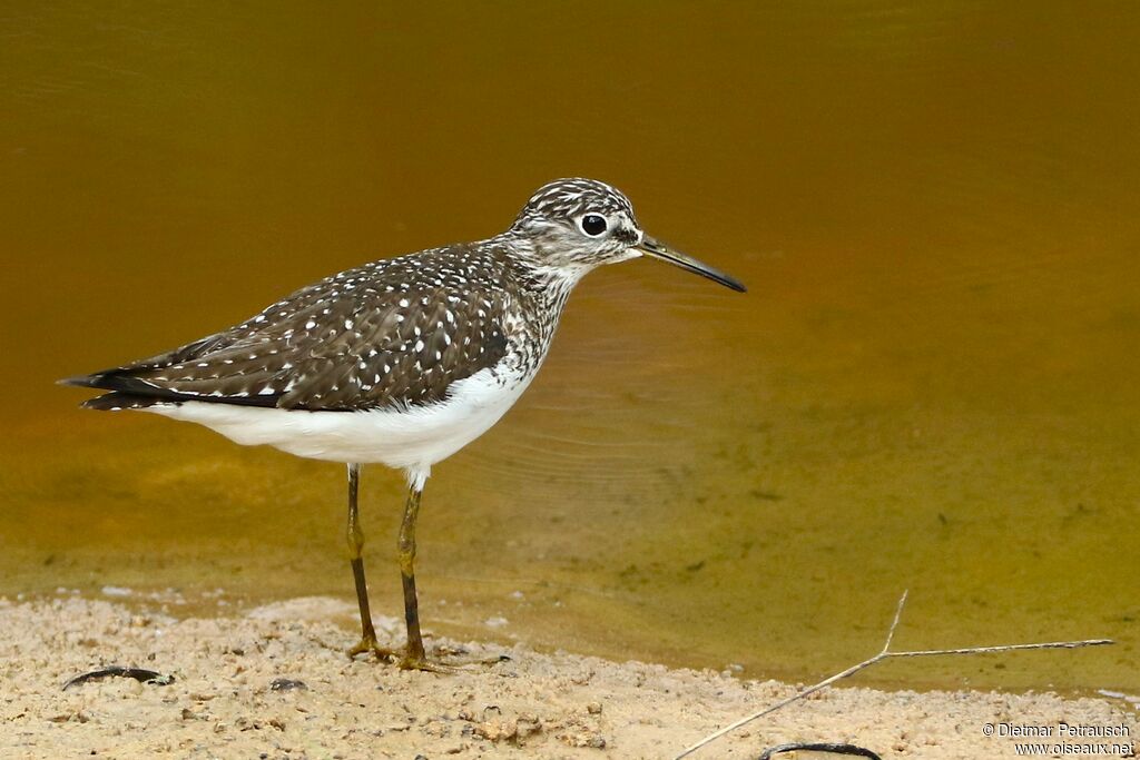 Solitary Sandpiperadult