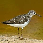 Solitary Sandpiper