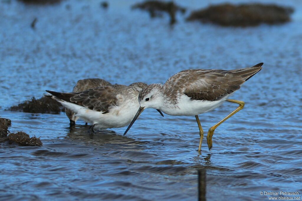 Marsh Sandpiperadult