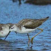 Marsh Sandpiper