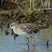 Wood Sandpiper