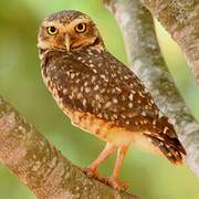 Burrowing Owl