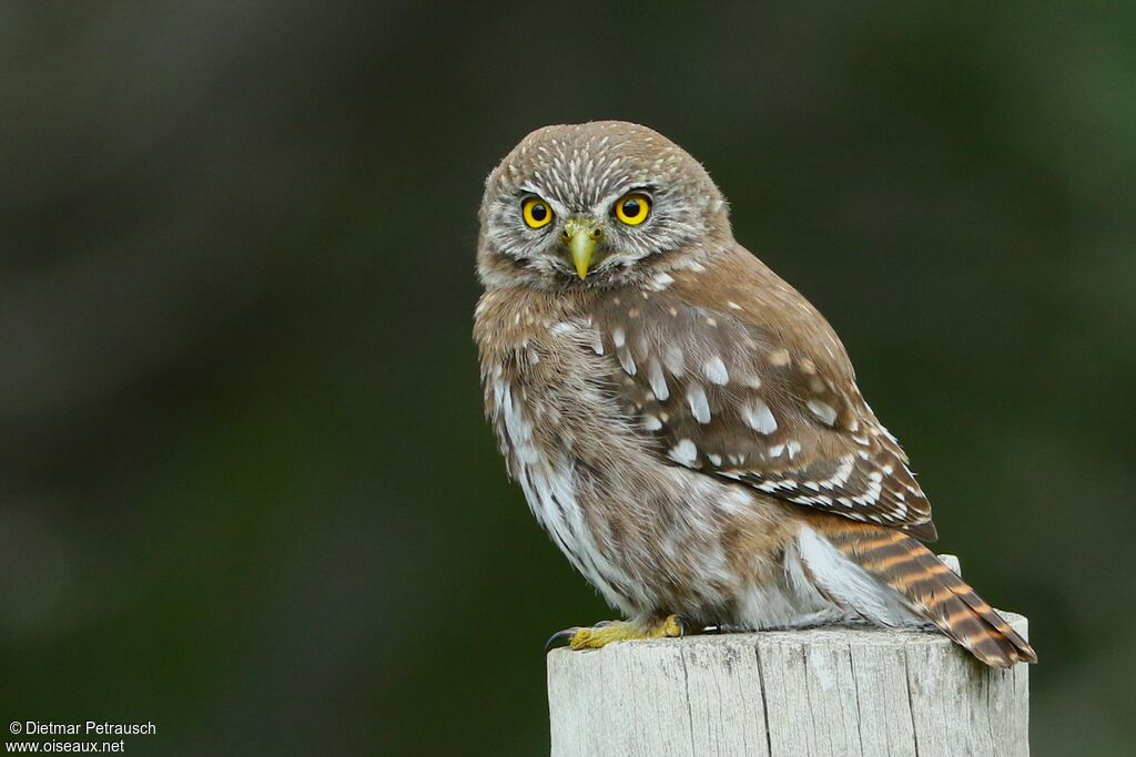 Austral Pygmy Owladult