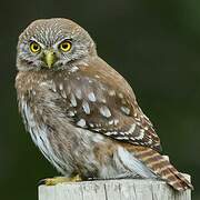 Austral Pygmy Owl