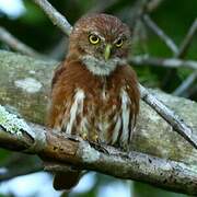 Ferruginous Pygmy Owl