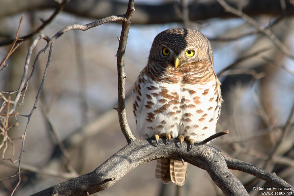 African Barred Owletadult