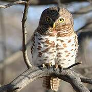 African Barred Owlet