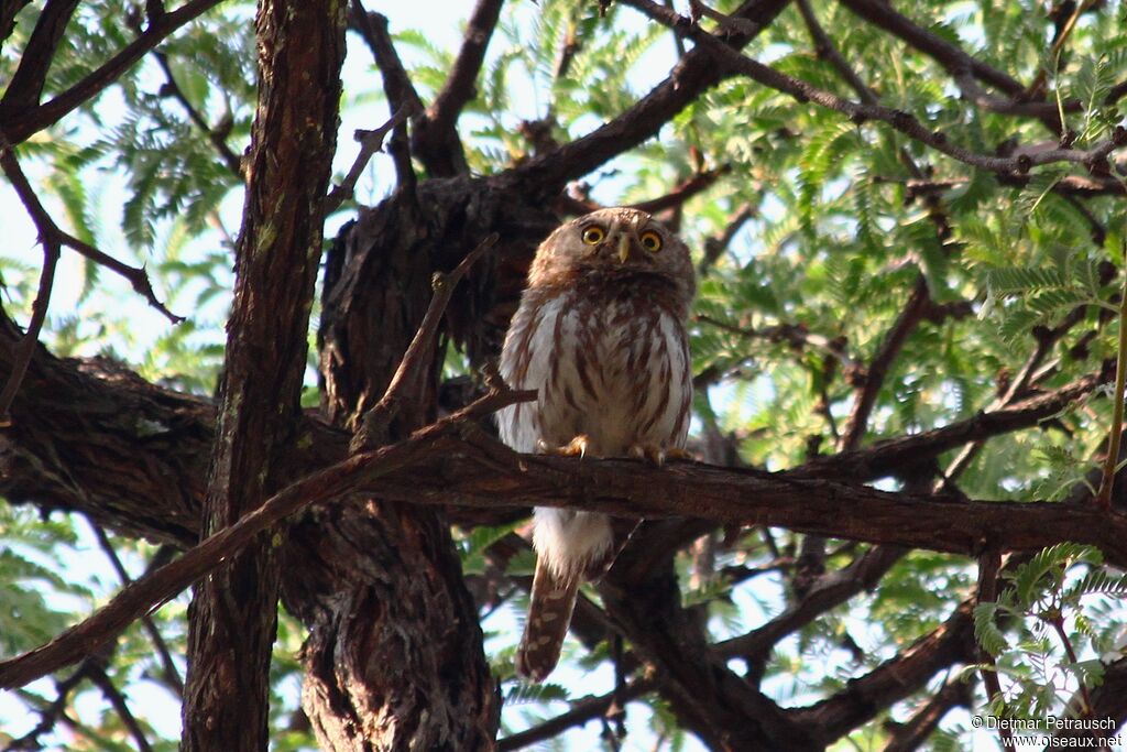 Pearl-spotted Owletadult