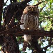 Pearl-spotted Owlet