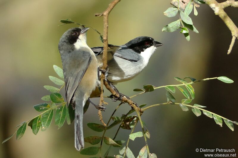 Black-capped Warbling Finchadult