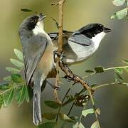 Black-capped Warbling Finch