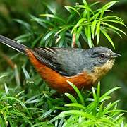 Buff-throated Warbling Finch