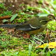 Buff-throated Warbling Finch