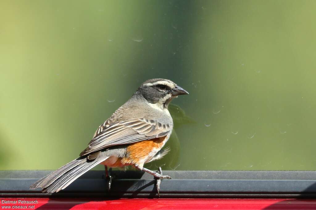 Rufous-sided Warbling Finchadult, identification