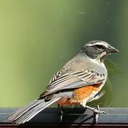 Rufous-sided Warbling Finch