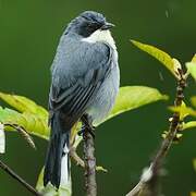 Cinereous Warbling Finch