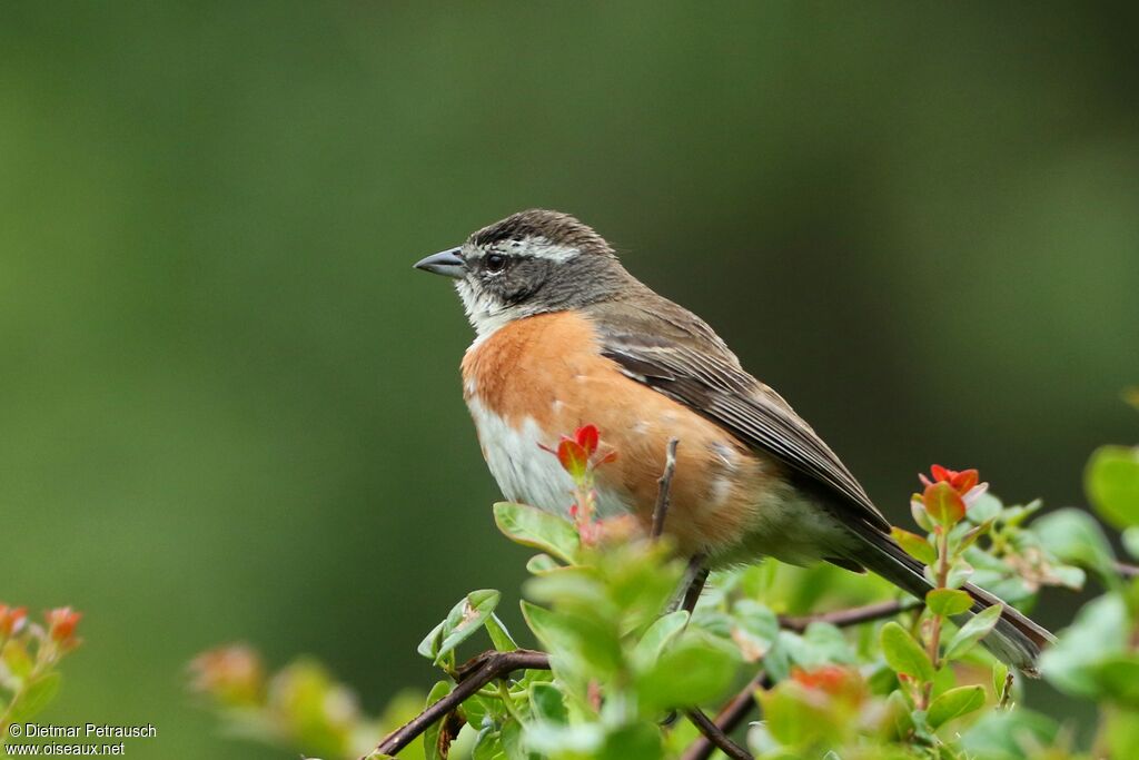 Bolivian Warbling Finchadult, identification