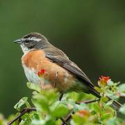 Bolivian Warbling Finch